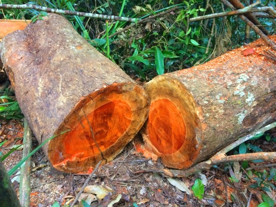 Đột nhập "công trường" khai thác gỗ lậu ảnh 19