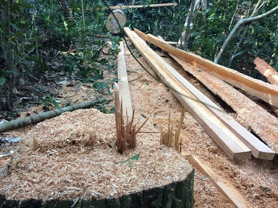 Đột nhập "công trường" khai thác gỗ lậu ảnh 8
