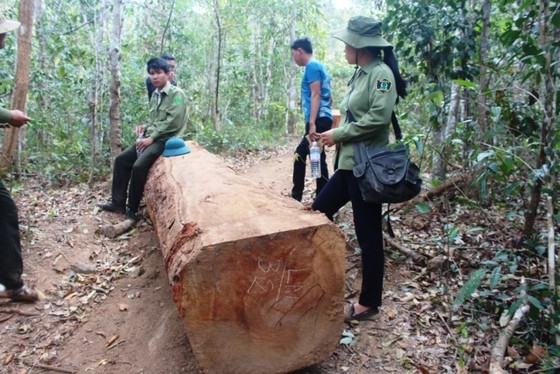 40 đối tượng đe dọa lực lượng chức năng, cướp tang vật nghi liên quan phá rừng ảnh 1