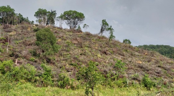 Xử lý nghiêm đối tượng phá 30.000m² rừng ở xã Chư Drăng, huyện Krông Pa ảnh 1