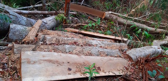 Tận thấy gỗ ‘khủng lồ” bị cưa hạ ngổn ngang ở Kon Tum  ảnh 2