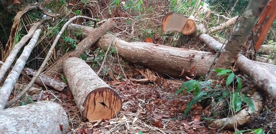 Tận thấy gỗ ‘khủng lồ” bị cưa hạ ngổn ngang ở Kon Tum  ảnh 1