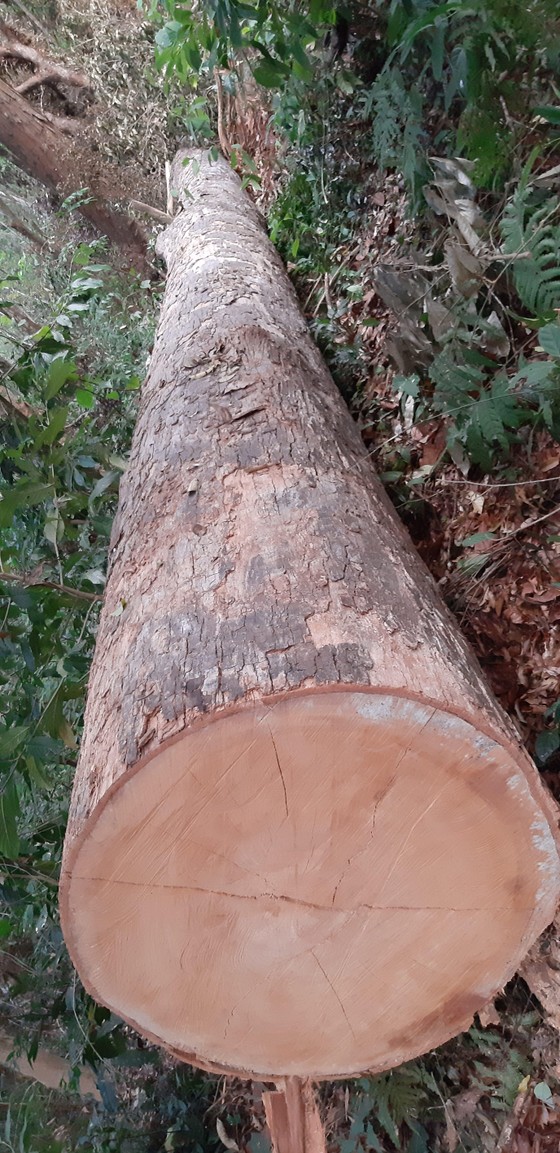 Tận thấy gỗ ‘khủng lồ” bị cưa hạ ngổn ngang ở Kon Tum  ảnh 6