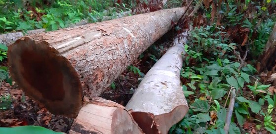 Tận thấy gỗ ‘khủng lồ” bị cưa hạ ngổn ngang ở Kon Tum  ảnh 3
