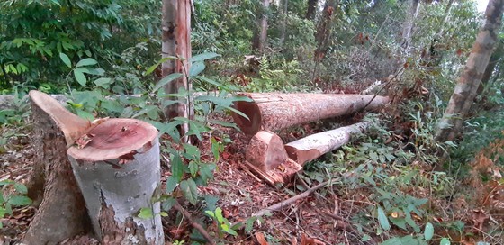 Tận thấy gỗ ‘khủng lồ” bị cưa hạ ngổn ngang ở Kon Tum  ảnh 4
