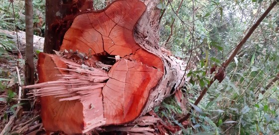 Tận thấy gỗ ‘khủng lồ” bị cưa hạ ngổn ngang ở Kon Tum  ảnh 10