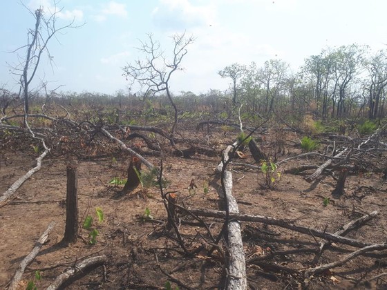 Khởi tố vụ phá rừng ở huyện biên giới Chư Prông ảnh 1