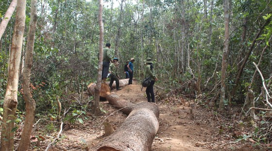Một xã để mất 850ha rừng, chi sai gần 1 tỷ đồng ảnh 1