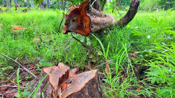 Rừng bị đốn hạ la liệt ở huyện biên giới Chư Prông (Gia Lai) ảnh 15