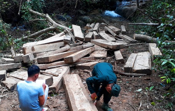 Kon Tum: Rừng già bị tàn phá, gỗ tập kết la liệt ảnh 3
