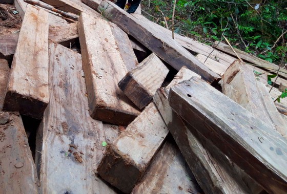 Kon Tum: Rừng già bị tàn phá, gỗ tập kết la liệt ảnh 2
