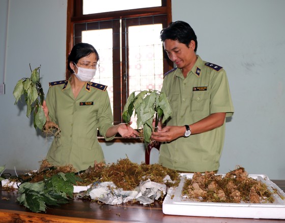 Bắt vụ vận chuyển các loại củ 'đội lốt' sâm Ngọc Linh Kon Tum sau 2 tháng mật phục ảnh 1