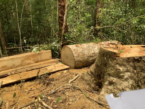 Khởi tố 3 nhân viên bảo vệ rừng tham gia cưa hạ gỗ trái phép trong khu bảo tồn thiên nhiên ảnh 1