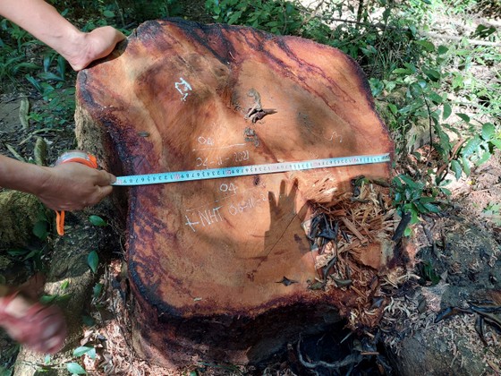 Tạm giữ 2 đối tượng tham gia cưa hạ gỗ quý ở Vườn Quốc gia Kon Ka Kinh ảnh 2