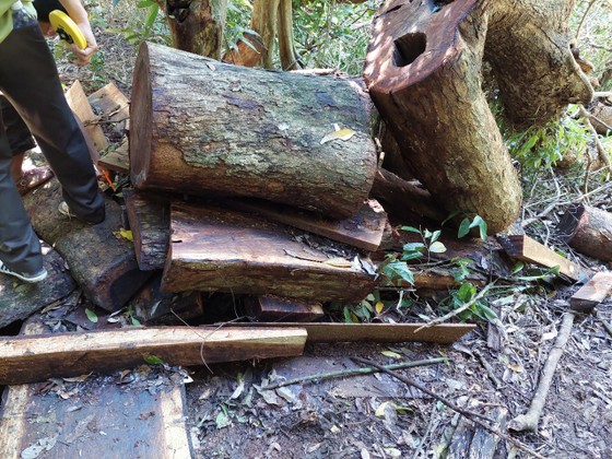 Tạm giữ 2 đối tượng tham gia cưa hạ gỗ quý ở Vườn Quốc gia Kon Ka Kinh ảnh 3