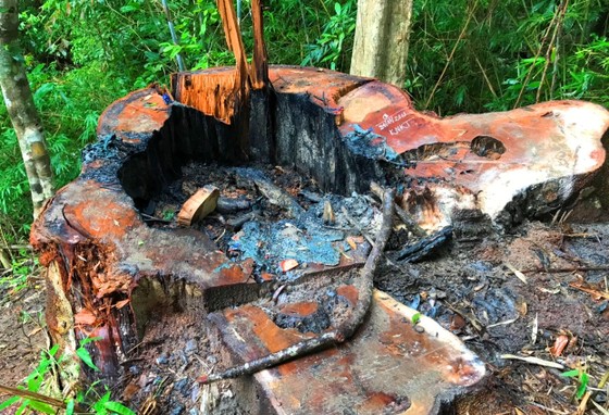 Vụ lâm tặc cưa hạ gần 85m³ gỗ: Bắt 1 nhân viên bảo vệ rừng ảnh 1