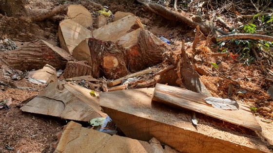 Cục Kiểm lâm vào cuộc vụ gỗ bị đốn hạ la liệt ở 'Đà Lạt 2' ảnh 2