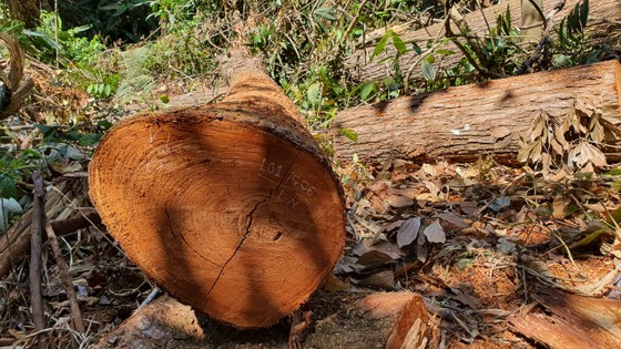 Cục Kiểm lâm vào cuộc vụ gỗ bị đốn hạ la liệt ở 'Đà Lạt 2' ảnh 3