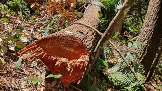Kiểm tra tất cả các xưởng gỗ sau vụ cây bị đốn hạ ở 'Đà lạt 2' ảnh 2