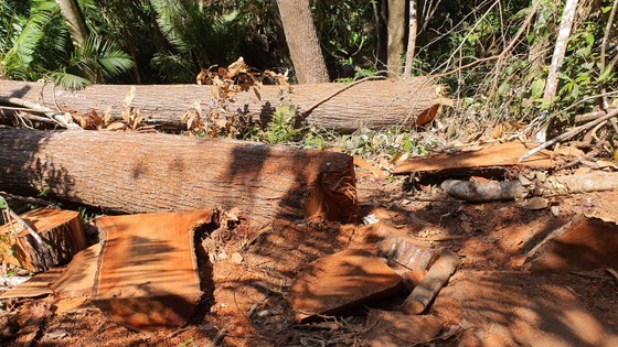 Kiểm tra tất cả các xưởng gỗ sau vụ cây bị đốn hạ ở 'Đà lạt 2' ảnh 1