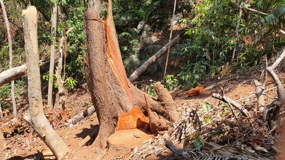 Vụ tàn phá rừng ở 'Đà Lạt 2': Lập chuyên án, xác định được băng nhóm phá rừng ảnh 3