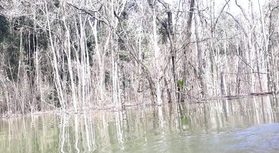 Kon Tum: Đề nghị công an điều tra vụ thuỷ điện tích nước làm chết hơn 25 hecta rừng ảnh 1