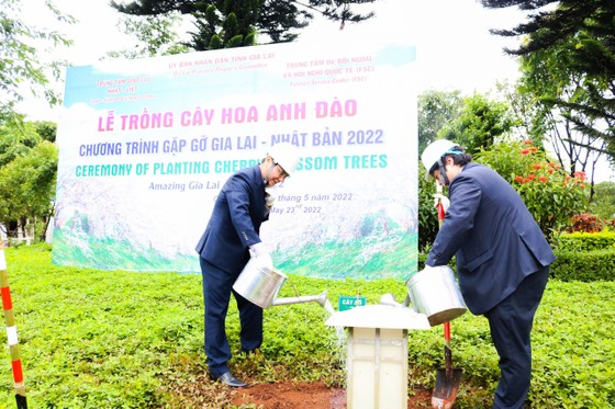 Gia Lai tiếp nhận 24 cây hoa anh đào do Nhật Bản trao tặng ảnh 3