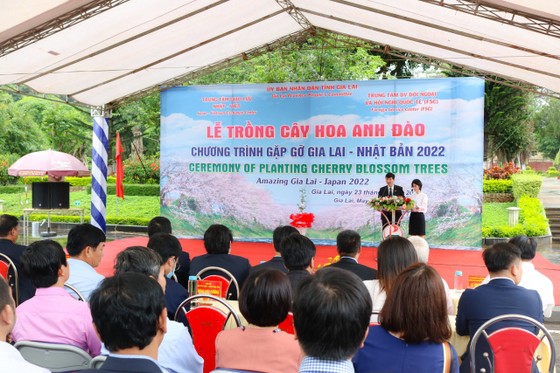 Gia Lai tiếp nhận 24 cây hoa anh đào do Nhật Bản trao tặng ảnh 1