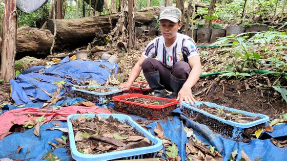 Sâm Ngọc Linh chết như 'ngã rạ', kiến nghị khoanh nợ cho nông dân ảnh 2
