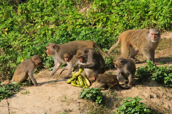 Không cho khỉ ăn để bảo vệ đàn khỉ trên bán đảo Sơn Trà ảnh 1