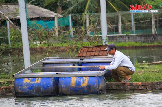 Đà Nẵng: Nông dân làm giàu nhờ nuôi cá phục vụ du lịch sinh thái ảnh 4