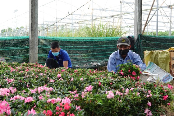 Đà Nẵng: Thấp thỏm hoa vụ tết ảnh 1