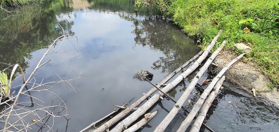 Đà Nẵng: Phạt chủ bãi than để nước thải chảy ra môi trường nhuộm đen ruộng lúa ảnh 1
