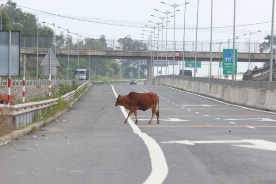 Cao tốc Đà Nẵng – Quảng Ngãi tiếp tục hư hỏng ảnh 4