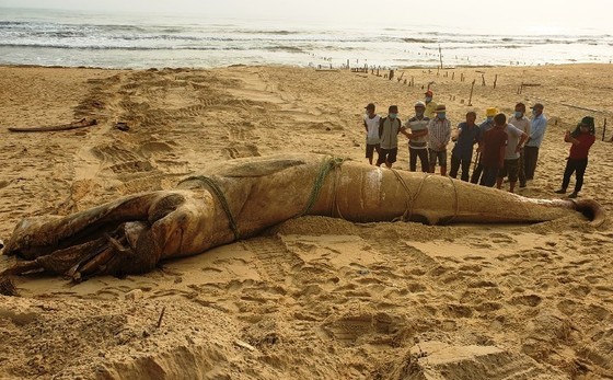 Một cá voi dài 8m trôi dạt vào bờ biển Quảng Nam ảnh 1