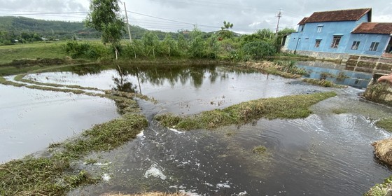 Quảng Nam: Người dân bức xúc vì nước từ bãi rác chảy ra ruộng đồng gây hôi thối  ảnh 1