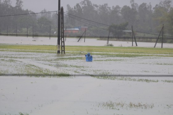 Gần 20.000ha lúa, rau màu của Quảng Nam bị ngập, ngã đổ do mưa lớn  ảnh 5