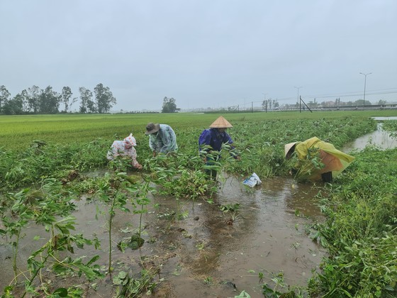Gần 20.000ha lúa, rau màu của Quảng Nam bị ngập, ngã đổ do mưa lớn  ảnh 7