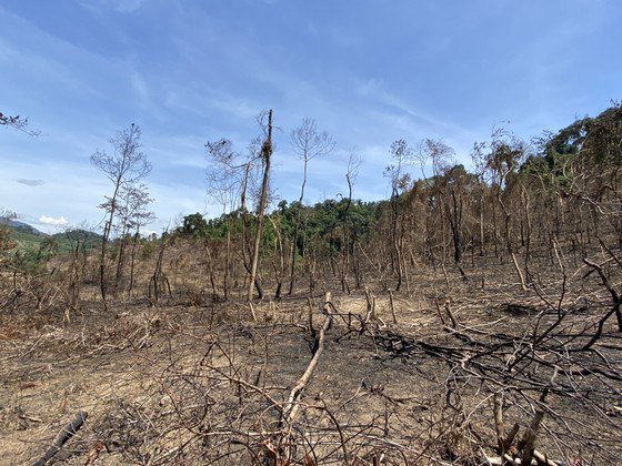 Khởi tố 3 đối tượng liên quan vụ đốt thực bì gây cháy rừng tự nhiên ảnh 2