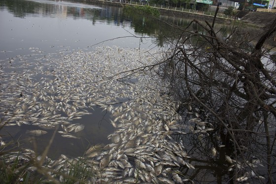 Hàng tấn cá chết bất thường bốc mùi hôi thối ở hồ Đại An do thiếu ôxy ảnh 1