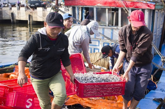 Ngư dân Quảng Trị được mùa cá cơm sau Tết Nguyên đán ảnh 2