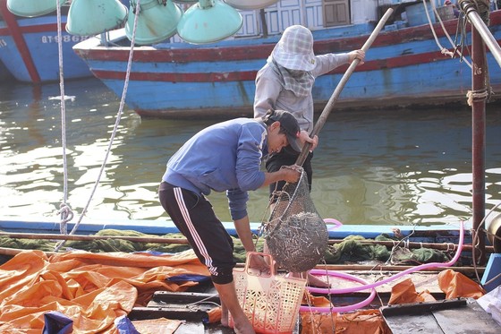 Ngư dân Quảng Trị được mùa cá cơm sau Tết Nguyên đán ảnh 6