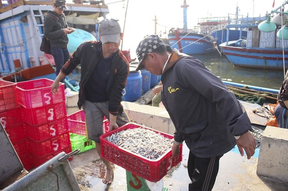 Ngư dân Quảng Trị được mùa cá cơm sau Tết Nguyên đán ảnh 5