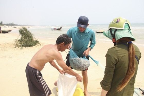 Ngư dân vùng bãi ngang Quảng Trị được mùa ốc ruốc ảnh 9