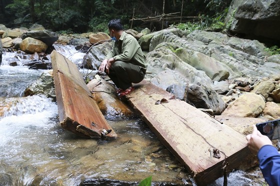 Cận cảnh hiện trường vụ phá rừng đặc dụng ở Quảng Trị ảnh 3