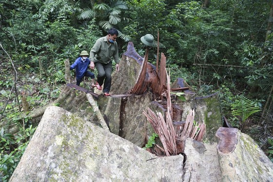 Quảng Trị: Khởi tố vụ án phá rừng tại Khu bảo tồn thiên nhiên ảnh 1
