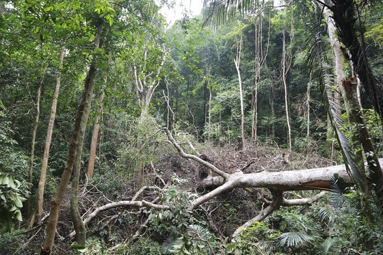 Cận cảnh hiện trường vụ phá rừng đặc dụng ở Quảng Trị ảnh 8
