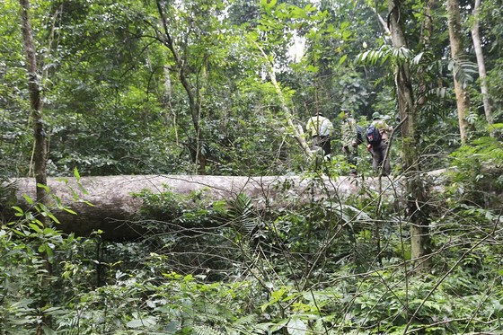 Cận cảnh hiện trường vụ phá rừng đặc dụng ở Quảng Trị ảnh 7