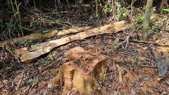 Quảng Trị: Phát hiện vụ phá rừng tự nhiên ảnh 1
