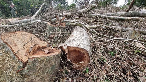 Quảng Trị: Phát hiện vụ phá rừng tự nhiên ảnh 2